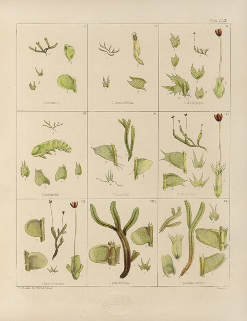 Cryptogamic botany of the Antarctic voyage of H.M. Discovery ships Erebus and Terror in the years 1839 Pl.33