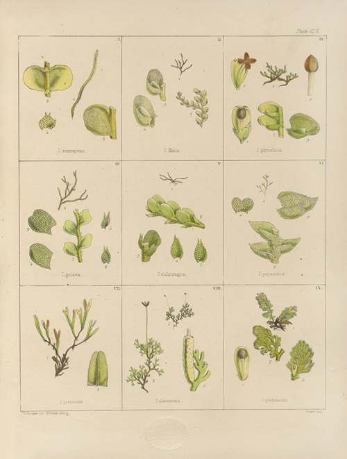 Cryptogamic botany of the Antarctic voyage of H.M. Discovery ships Erebus and Terror in the years 1839 Pl.34