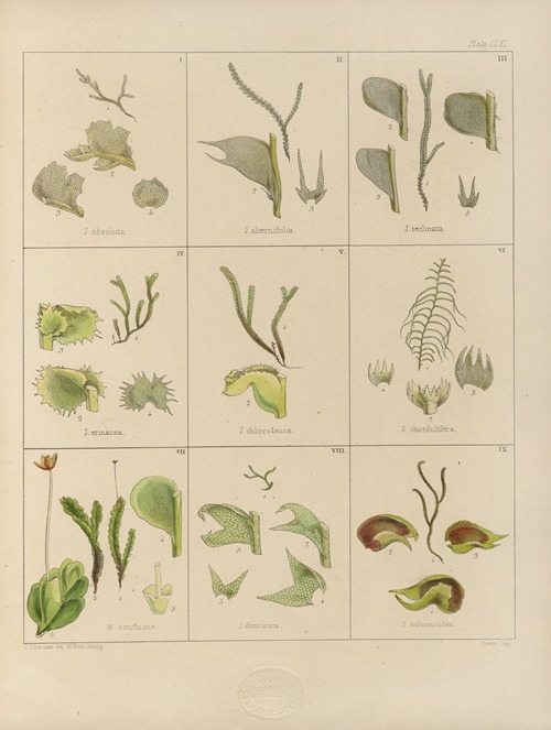 Cryptogamic botany of the Antarctic voyage of H.M. Discovery ships Erebus and Terror in the years 1839 Pl.35