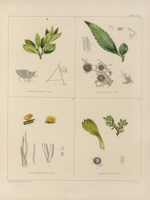 Cryptogamic botany of the Antarctic voyage of H.M. Discovery ships Erebus and Terror in the years 1839 Pl.38