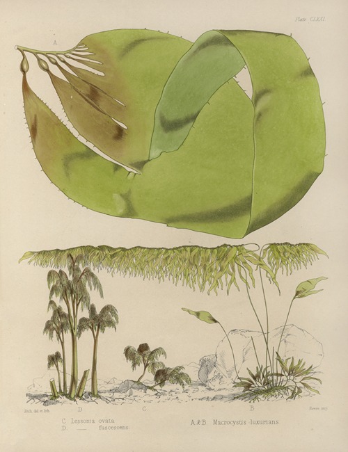 Cryptogamic botany of the Antarctic voyage of H.M. Discovery ships Erebus and Terror in the years 1839 Pl.42