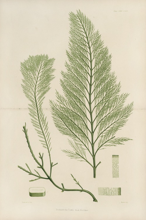 Cryptogamic botany of the Antarctic voyage of H.M. Discovery ships Erebus and Terror in the years 1839 Pl.43