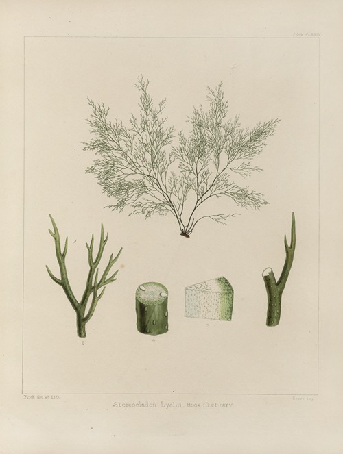 Cryptogamic botany of the Antarctic voyage of H.M. Discovery ships Erebus and Terror in the years 1839 Pl.44