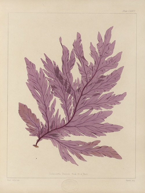 Cryptogamic botany of the Antarctic voyage of H.M. Discovery ships Erebus and Terror in the years 1839 Pl.45