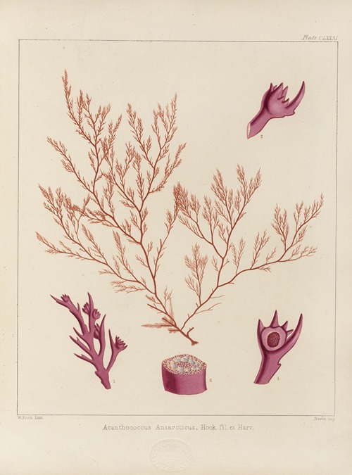 Cryptogamic botany of the Antarctic voyage of H.M. Discovery ships Erebus and Terror in the years 1839 Pl.51