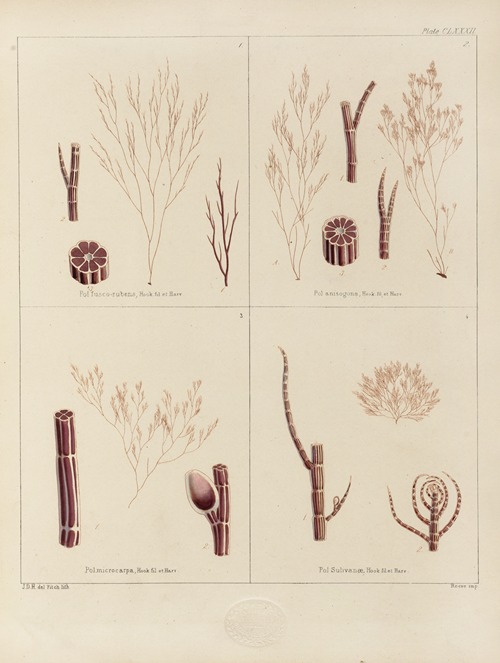 Cryptogamic botany of the Antarctic voyage of H.M. Discovery ships Erebus and Terror in the years 1839 Pl.52