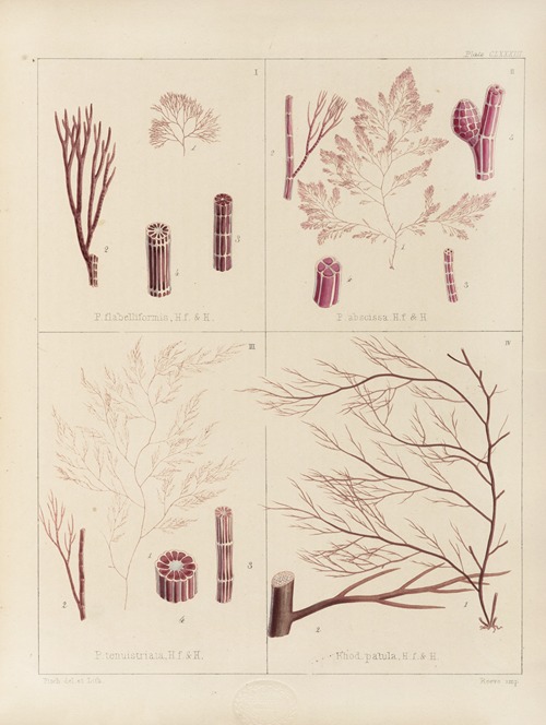 Cryptogamic botany of the Antarctic voyage of H.M. Discovery ships Erebus and Terror in the years 1839 Pl.53