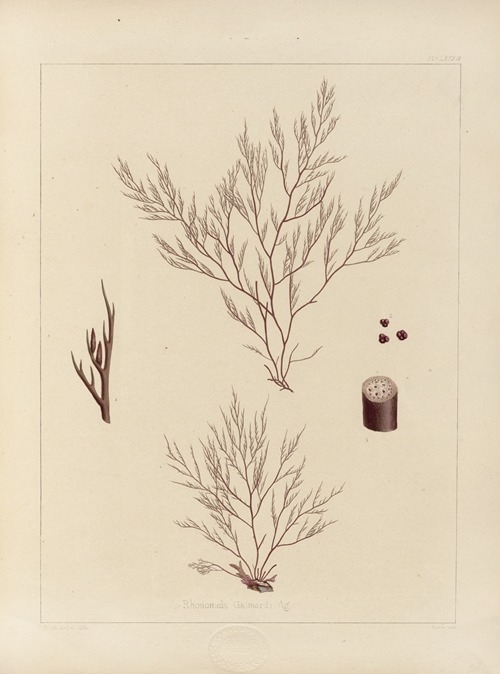 Cryptogamic botany of the Antarctic voyage of H.M. Discovery ships Erebus and Terror in the years 1839 Pl.54