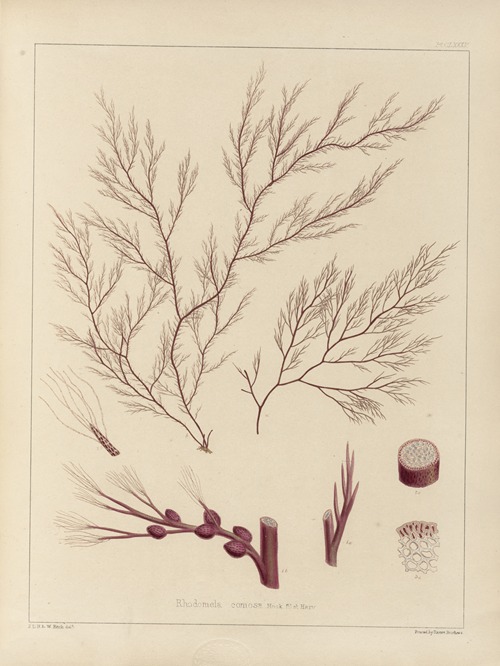 Cryptogamic botany of the Antarctic voyage of H.M. Discovery ships Erebus and Terror in the years 1839 Pl.55
