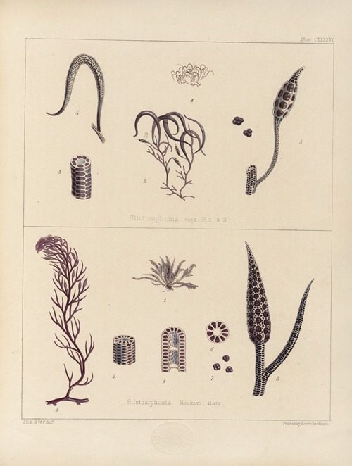 Cryptogamic botany of the Antarctic voyage of H.M. Discovery ships Erebus and Terror in the years 1839 Pl.56