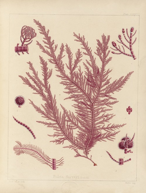 Cryptogamic botany of the Antarctic voyage of H.M. Discovery ships Erebus and Terror in the years 1839 Pl.57
