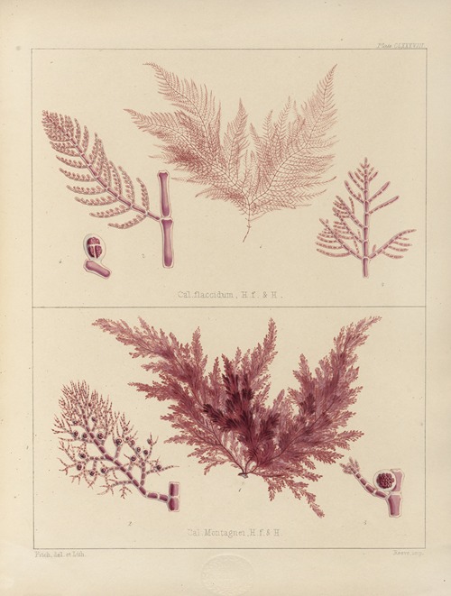 Cryptogamic botany of the Antarctic voyage of H.M. Discovery ships Erebus and Terror in the years 1839 Pl.58