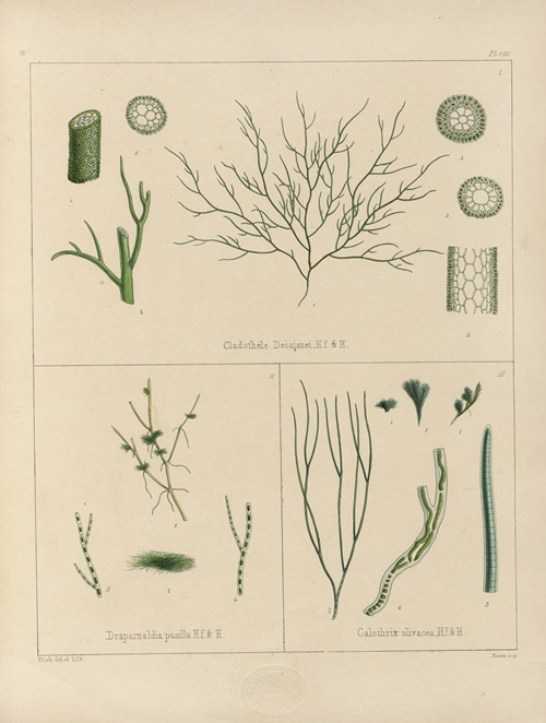Cryptogamic botany of the Antarctic voyage of H.M. Discovery ships Erebus and Terror in the years 1839 Pl.60
