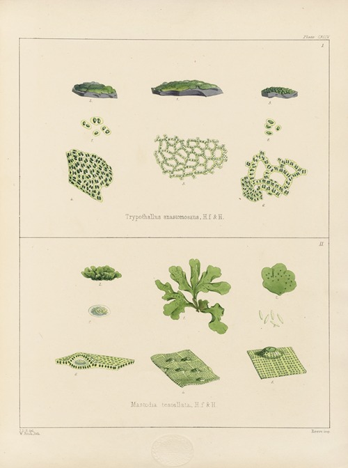 Cryptogamic botany of the Antarctic voyage of H.M. Discovery ships Erebus and Terror in the years 1839 Pl.64