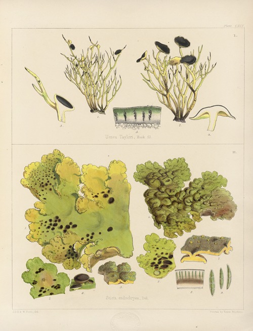 Cryptogamic botany of the Antarctic voyage of H.M. Discovery ships Erebus and Terror in the years 1839 Pl.65