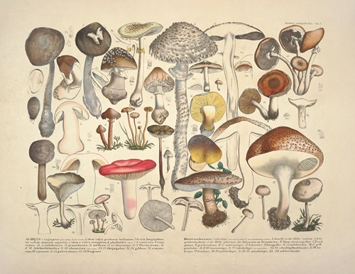 Naturgetreue Abblidungen und Beschreibungen der essbaren, schädlichen und verdächtigen Schwämme Pl.01