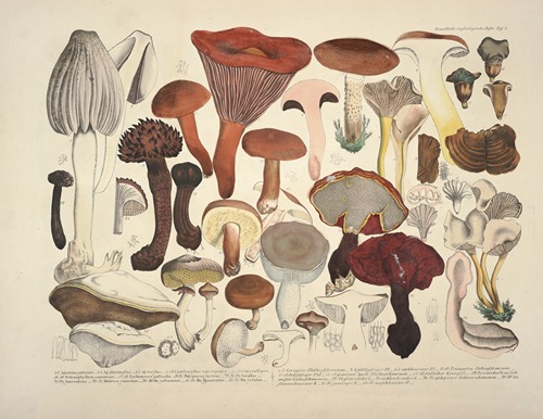 Naturgetreue Abblidungen und Beschreibungen der essbaren, schädlichen und verdächtigen Schwämme Pl.04