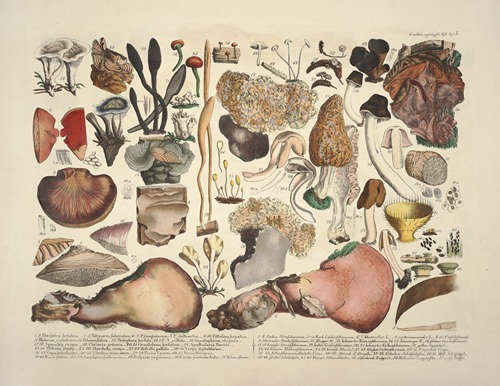 Naturgetreue Abblidungen und Beschreibungen der essbaren, schädlichen und verdächtigen Schwämme Pl.05