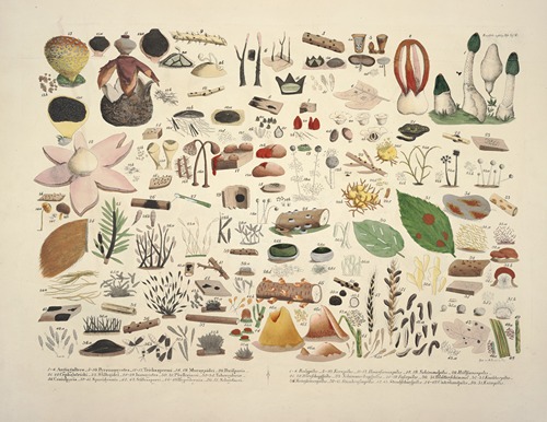 Naturgetreue Abblidungen und Beschreibungen der essbaren, schädlichen und verdächtigen Schwämme Pl.06