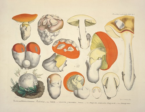 Naturgetreue Abblidungen und Beschreibungen der essbaren, schädlichen und verdächtigen Schwämme Pl.08
