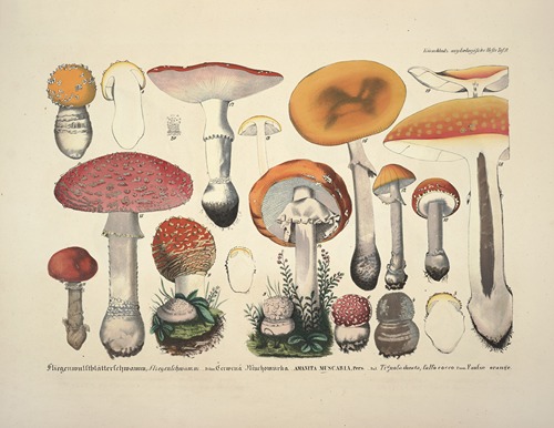 Naturgetreue Abblidungen und Beschreibungen der essbaren, schädlichen und verdächtigen Schwämme Pl.09