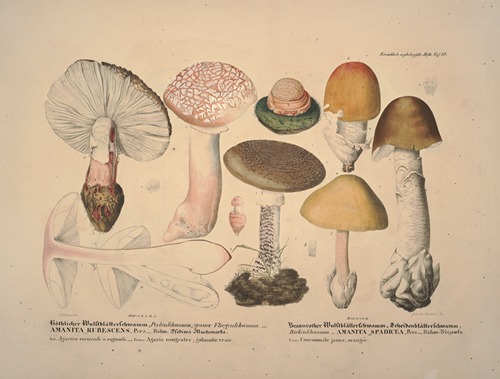 Naturgetreue Abblidungen und Beschreibungen der essbaren, schädlichen und verdächtigen Schwämme Pl.10