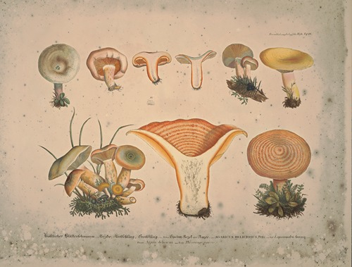 Naturgetreue Abblidungen und Beschreibungen der essbaren, schädlichen und verdächtigen Schwämme Pl.11