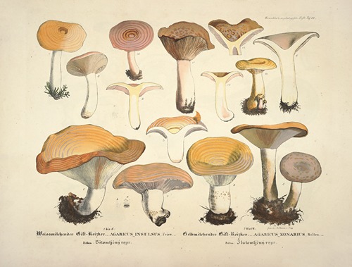 Naturgetreue Abblidungen und Beschreibungen der essbaren, schädlichen und verdächtigen Schwämme Pl.12