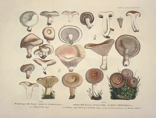 Naturgetreue Abblidungen und Beschreibungen der essbaren, schädlichen und verdächtigen Schwämme Pl.13