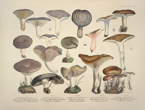 Naturgetreue Abblidungen und Beschreibungen der essbaren, schädlichen und verdächtigen Schwämme Pl.14