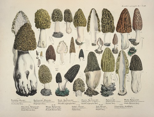 Naturgetreue Abblidungen und Beschreibungen der essbaren, schädlichen und verdächtigen Schwämme Pl.16