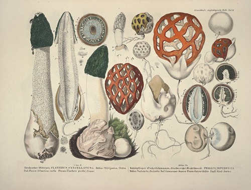 Naturgetreue Abblidungen und Beschreibungen der essbaren, schädlichen und verdächtigen Schwämme Pl.18