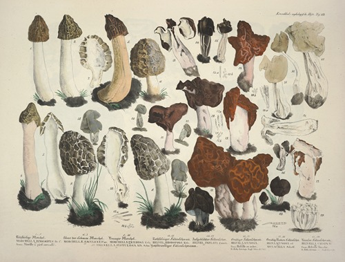 Naturgetreue Abblidungen und Beschreibungen der essbaren, schädlichen und verdächtigen Schwämme Pl.19