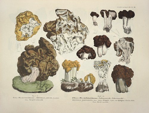 Naturgetreue Abblidungen und Beschreibungen der essbaren, schädlichen und verdächtigen Schwämme Pl.20