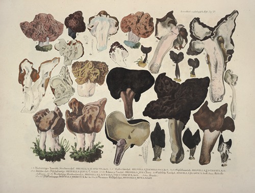Naturgetreue Abblidungen und Beschreibungen der essbaren, schädlichen und verdächtigen Schwämme Pl.21