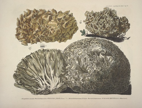 Naturgetreue Abblidungen und Beschreibungen der essbaren, schädlichen und verdächtigen Schwämme Pl.22