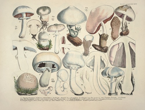 Naturgetreue Abblidungen und Beschreibungen der essbaren, schädlichen und verdächtigen Schwämme Pl.23