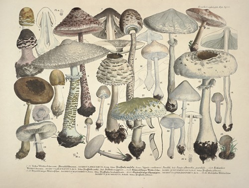 Naturgetreue Abblidungen und Beschreibungen der essbaren, schädlichen und verdächtigen Schwämme Pl.24