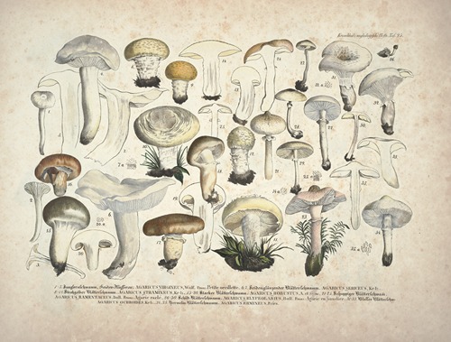 Naturgetreue Abblidungen und Beschreibungen der essbaren, schädlichen und verdächtigen Schwämme Pl.25