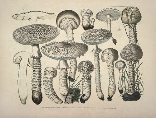 Naturgetreue Abblidungen und Beschreibungen der essbaren, schädlichen und verdächtigen Schwämme Pl.27