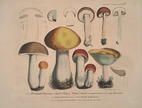 Naturgetreue Abblidungen und Beschreibungen der essbaren, schädlichen und verdächtigen Schwämme Pl.32