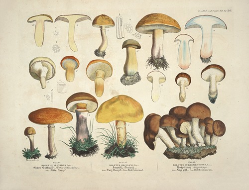 Naturgetreue Abblidungen und Beschreibungen der essbaren, schädlichen und verdächtigen Schwämme Pl.34