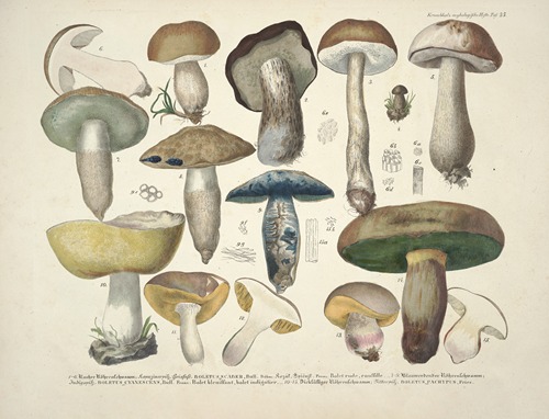 Naturgetreue Abblidungen und Beschreibungen der essbaren, schädlichen und verdächtigen Schwämme Pl.35
