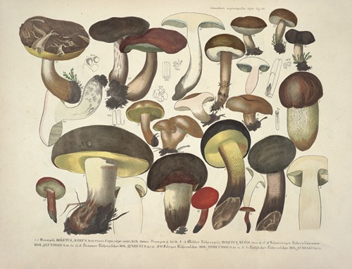 Naturgetreue Abblidungen und Beschreibungen der essbaren, schädlichen und verdächtigen Schwämme Pl.36