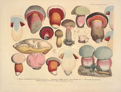 Naturgetreue Abblidungen und Beschreibungen der essbaren, schädlichen und verdächtigen Schwämme Pl.38