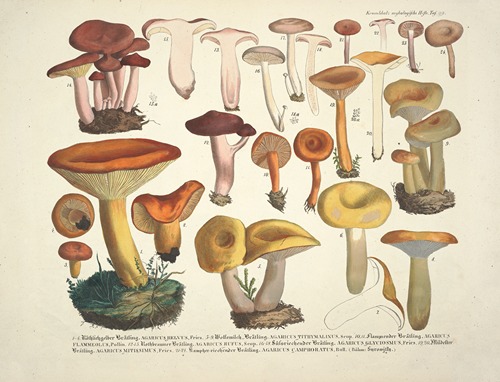 Naturgetreue Abblidungen und Beschreibungen der essbaren, schädlichen und verdächtigen Schwämme Pl.39