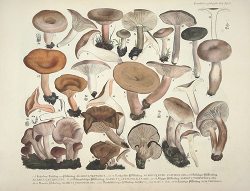 Naturgetreue Abblidungen und Beschreibungen der essbaren, schädlichen und verdächtigen Schwämme Pl.40