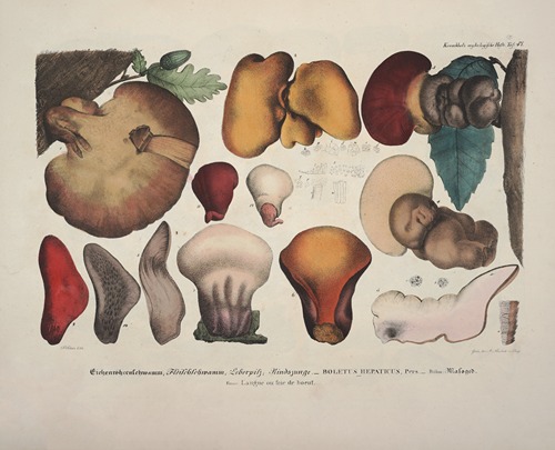 Naturgetreue Abblidungen und Beschreibungen der essbaren, schädlichen und verdächtigen Schwämme Pl.47
