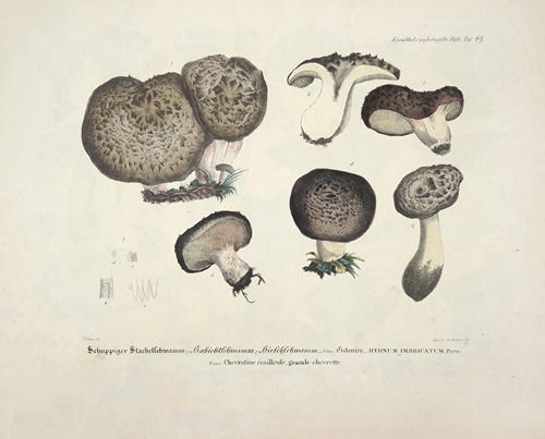 Naturgetreue Abblidungen und Beschreibungen der essbaren, schädlichen und verdächtigen Schwämme Pl.49