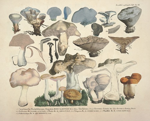 Naturgetreue Abblidungen und Beschreibungen der essbaren, schädlichen und verdächtigen Schwämme Pl.50
